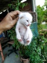Newborn White Fluffy Small Kitten in Kedah Royalty Free Stock Photo