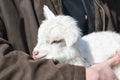 Newborn white goat in the hands of a farmer, close-up