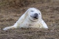 Newborn white grey seal relaxing on donna nook beach linconshire