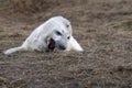 Newborn white grey seal relaxing on donna nook beach linconshire