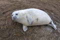 Newborn white grey seal relaxing on donna nook beach linconshire