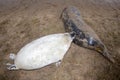 Newborn white grey seal relaxing on donna nook beach linconshire