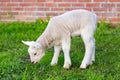 Newborn white lamb eating grass in spring Royalty Free Stock Photo