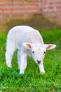 Newborn white lamb stands in green grass Royalty Free Stock Photo