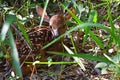 Newborn White-Tailed Deer Fawn Royalty Free Stock Photo