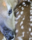 Newborn Whitetail Deer Fawn Royalty Free Stock Photo