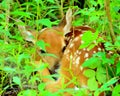 Newborn Whitetail Deer Fawn Royalty Free Stock Photo