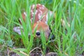 Newborn whitetail deer fawn Royalty Free Stock Photo