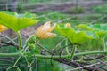 Newborn winter melon squash with yellow flower growing in the farm Royalty Free Stock Photo