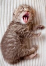 Newborn yawning british baby kitten