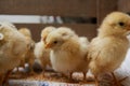 Newborn yellow baby chicks brood in a wooden box