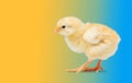 Newborn yellow chicken on a colored background