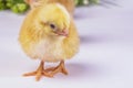 Newborn yellow chicken on light background, yellow chick, little chicken