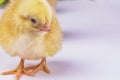 Newborn yellow chicken on light background, yellow chick, little chicken