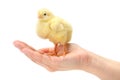 Newborn yellow chicken standing in human hand