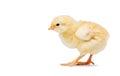 Newborn yellow chicken on white background