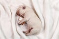 Newborn yellow labrador puppy dog sleeping on white blanket Royalty Free Stock Photo