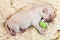 Newborn young labrador puppy dog sleeping and holding a small to Royalty Free Stock Photo