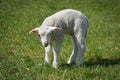 Newborn young lamb on a meadow