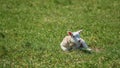 newborn young lamb on a meadow