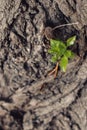 Newborn young leaves on the tree trunk. Selective focus macro shot with shallow DOF