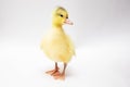 Newborn young yellow duckling on white background
