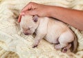 Newborn young yellow labrador puppy dog resting on woolen sweater - woman hand comforting Royalty Free Stock Photo