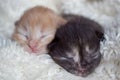 Newborn kittens sleep on a white blanket Royalty Free Stock Photo