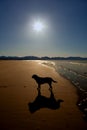 Newborough Beach and a dog