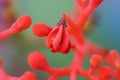 Newcomer of flowers, background, macro photography