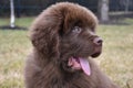 Newfie Puppy, Stick Your Tongue Out and Say Ahh Royalty Free Stock Photo