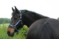 NewForest pony Royalty Free Stock Photo