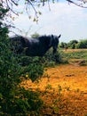 Newforest pony behind a bush Royalty Free Stock Photo