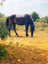 Newforest pony eating apples Royalty Free Stock Photo