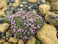 Newfoundland Diapensia flowers 2016