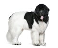 Newfoundland dog, 16 months old, standing Royalty Free Stock Photo