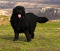 Newfoundland dog Royalty Free Stock Photo