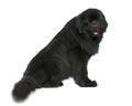 Newfoundland dog, 4 and a half years old, sitting Royalty Free Stock Photo