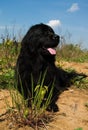 Newfoundland dog Royalty Free Stock Photo