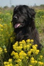 Newfoundland dog Royalty Free Stock Photo