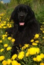Newfoundland dog Royalty Free Stock Photo