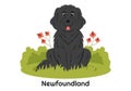 Newfoundland Dog Animals with Black, Brown or Landseer Color in Flat Style Cute Cartoon Template Hand Drawn Illustration