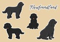 Newfoundland Dog Animals with Black, Brown or Landseer Color in Flat Style Cute Cartoon Template Hand Drawn Illustration