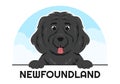 Newfoundland Dog Animals with Black, Brown or Landseer Color in Flat Style Cute Cartoon Template Hand Drawn Illustration