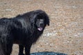 Newfoundland Dog on Beach Royalty Free Stock Photo