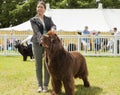 Newfoundland dog being judged at Staffordshire County Show