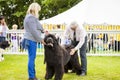 Newfoundland dog is being judged at Staffordshire County Show. Royalty Free Stock Photo