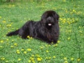 Newfoundland Dog Royalty Free Stock Photo