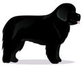 Newfoundland dog black Royalty Free Stock Photo