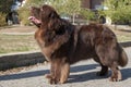 Newfoundland dog Royalty Free Stock Photo